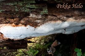 Attēlu rezultāti vaicājumam “Antrodia crassa”