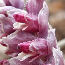 Attēlu rezultāti vaicājumam “Lathraea squamaria”