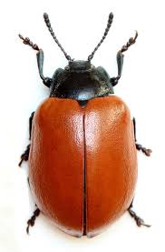 Attēlu rezultāti vaicājumam “Chrysomela populi”