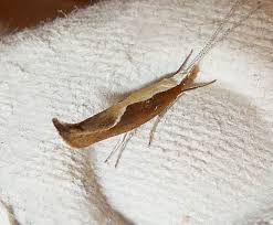 Attēlu rezultāti vaicājumam “Ypsolopha dentella”