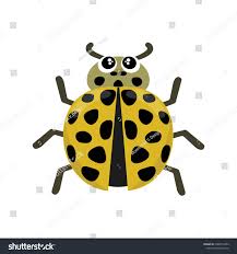 Attēlu rezultāti vaicājumam “Psyllobora vigintiduopunctata”