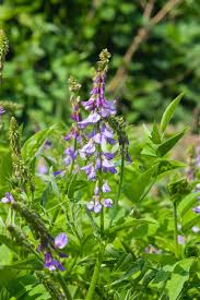 Attēlu rezultāti vaicājumam “Galega orientalis leaf”