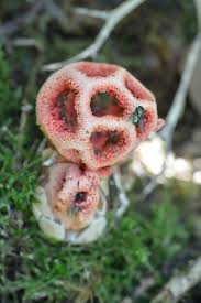 Attēlu rezultāti vaicājumam “Clathrus ruber”