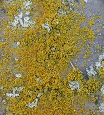 Attēlu rezultāti vaicājumam “Xanthoria candelaria”