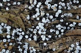 Attēlu rezultāti vaicājumam “Lasiosphaeria ovina”