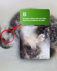 Attēlu rezultāti vaicājumam “Badhamia melanospora stalked”