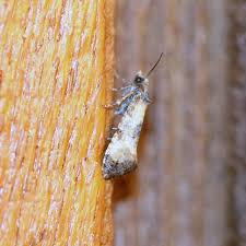 Attēlu rezultāti vaicājumam “Cochylis dubitana”