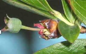 Attēlu rezultāti vaicājumam “Anthyllis maritima bud”