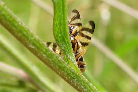 Attēlu rezultāti vaicājumam “Urophora jaceana”