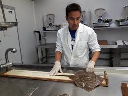 Image result for Raja polystigma