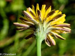 Attēlu rezultāti vaicājumam “Hypochaeris radicata leaf”