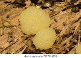 Attēlu rezultāti vaicājumam “Stemonitis pallida var. rubescens macro”