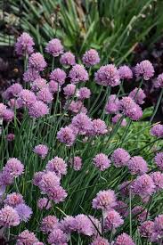 Attēlu rezultāti vaicājumam “Allium schoenoprasum”