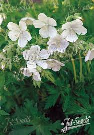 Image result for Geranium pratense