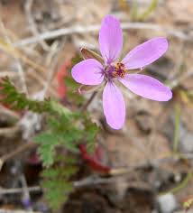 Attēlu rezultāti vaicājumam “Erodium cicutarium flower”