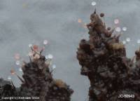 Attēlu rezultāti vaicājumam “Clastoderma debaryanum”