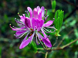 Attēlu rezultāti vaicājumam “Rhododendron canadense”