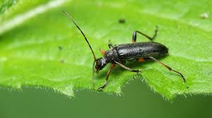 Attēlu rezultāti vaicājumam “Cortodera femorata”