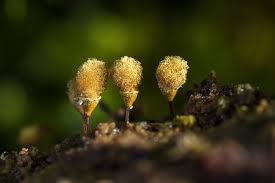 Attēlu rezultāti vaicājumam “Comatricha nigra young”