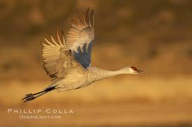 Image result for Grus canadensis