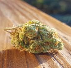 Attēlu rezultāti vaicājumam “Cannabis sativa fruit”