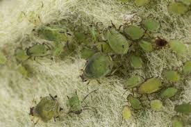 Attēlu rezultāti vaicājumam “Aphididae”