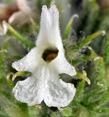 Image result for Marrubium vulgare