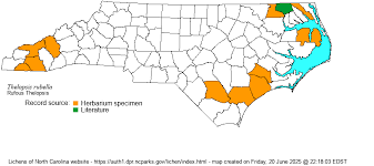 Attēlu rezultāti vaicājumam “Thelopsis rubella”