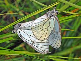 Attēlu rezultāti vaicājumam “Aporia crataegi larva”