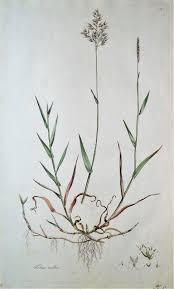 Attēlu rezultāti vaicājumam “Holcus mollis”