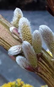 Attēlu rezultāti vaicājumam “Salix triandra”