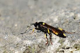 Attēlu rezultāti vaicājumam “Ichneumonidae imago”