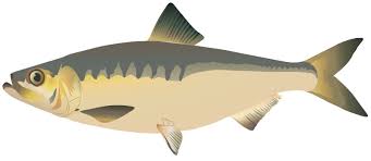 Image result for Alosa mediocris