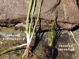 Attēlu rezultāti vaicājumam “Isoetes lacustris”