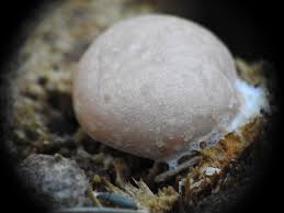 Attēlu rezultāti vaicājumam “Reticularia lycoperdon young”