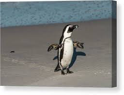 Image result for Spheniscus demersus