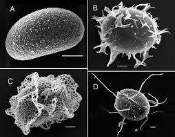 Attēlu rezultāti vaicājumam “Licea minima spores”