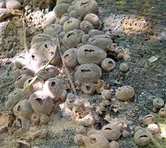 Attēlu rezultāti vaicājumam “Lycogala sphaeroconicum sessile”