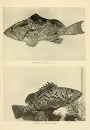 Image result for Epinephelus morio