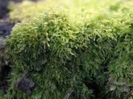 Attēlu rezultāti vaicājumam “Oxyrrhynchium hians var. rigidum”