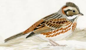 Image result for Emberiza rustica