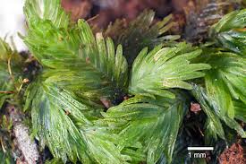 Attēlu rezultāti vaicājumam “Fissidens pusillus sporophyte”