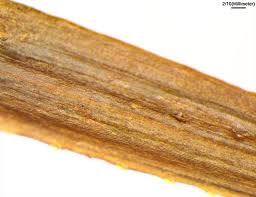 Attēlu rezultāti vaicājumam “Bidens tripartita fruit”