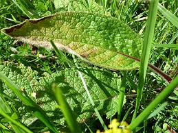 Attēlu rezultāti vaicājumam “Verbascum nigrum leaf”