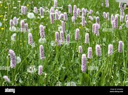 Attēlu rezultāti vaicājumam “Bistorta major”