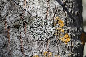 Attēlu rezultāti vaicājumam “Physconia distorta”