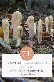 Attēlu rezultāti vaicājumam “Clavariadelphus ligula”