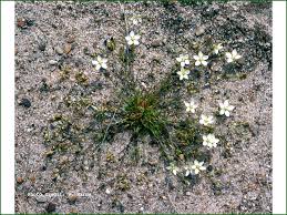 Attēlu rezultāti vaicājumam “Sagina nodosa”