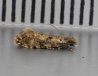 Attēlu rezultāti vaicājumam “Nemapogon cloacella”