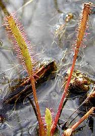 Attēlu rezultāti vaicājumam “Drosera rotundifolia leaf”